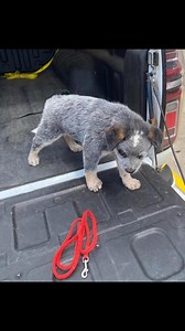 We are giving our Australian Cattle Dog puppies for free to loving families who can provide them with a forever home. Our Australian Cattle Dog puppies are: Age: 8 weeks old Breed: Australian Cattle Dog puppies (also known as Blue Heelers or Red Heelers) Sex: Males and Females Weight: 8-12 pounds Height: 9-11 inches Coat: Short double coat, weather-resistant, and easy to groom Color: Blue (blue, blue-mottled, or blue-speckled) or Red (red speckled), often with tan markings Health: Up-to-date on