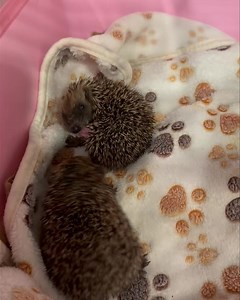 108 reactions · 7 comments | Clean bed and a quick self anointing 璉 Video by Jo | Wild Hogs Hedgehog Rescue | Facebook