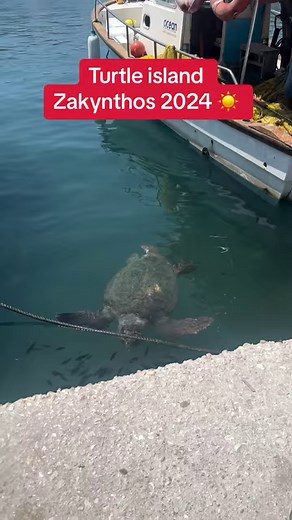 Turtle island zakynthos 2024 ZANTE ☀️ #trendingreels #facebookreels #reelsfacebook #viralreels #viralreelsfb #viralvideo #viralpost #foryoupage #fypシ #fypシ゚viralシ | Joel Christopher
