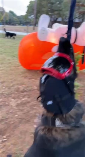 If only the East DDR line had some drives.... LOL This is Gigante's Watson Medical Service dog. Trying out her Rex Specs. Gigante Line, The Working DDR Line HOT: W Porter. | DDR German Shepherds