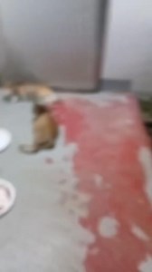 132K views · 1.2K reactions | Baka may gusto pong tumulong/foster sa dalawang mama cat.. Pina Barangay daw po yong nag papakain and baka kunin daw ng pound kaya ng hihingi po ng tulong yong nag papakain. Location: Makati https://www.facebook.com/share/p/1D6sRWq3ku/?mibextid=wwXIfr | Woof Babies | Facebook