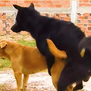 2.1K views · 20 reactions | The canary dog breeding, process wonderful and exciting! | Slaven Dogs | Facebook