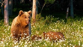 Brown Bear Standing in Flowering Meadow Stock Video - Video of vibrant, meadow: 420683441