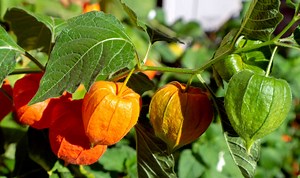 Are you looking for a perennial with a load of fall interest? Try growing Chinese lantern plant. It has bright orange pods that look like pumpkins which mature in fall. Use them in all types of fall decor. Find out more https://thegardeningcook.com/growing-chinese-lantern-plant/ | The Gardening Cook