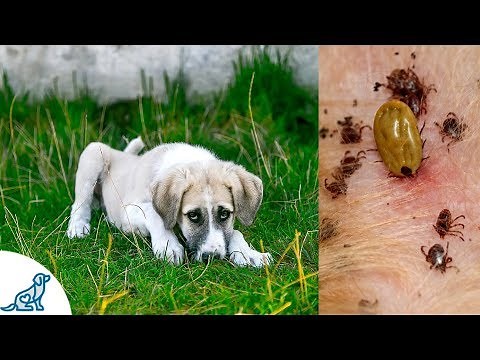 Symptoms of Lyme Disease in Dogs- And Why It's SO Dangerous - Professional Dog Training Tips