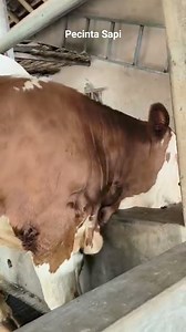 8.8K views · 80 reactions | Sapi Pedet Simental Super #reels #viral #sapi #cow | Cerita Ternak | Facebook