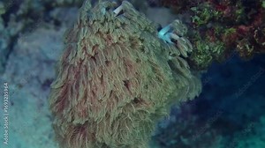 Close up footage of a beautiful sea anemone with flowing tentacles gently moving in the underwater current of a coral reef. This marine invertebrate, a close relative of corals and jellyfish, showcase