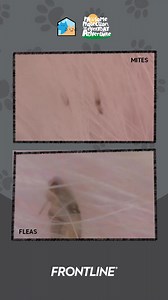 Have you seen mites and fleas up close? Scary di ba? These tiny...