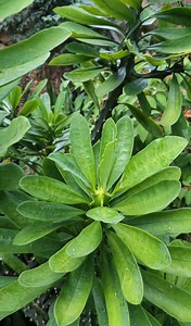 9.5K views · 184 reactions | Joint Health 101: Indian Spurge Tree | The Weeds and Seeds Guy | Facebook