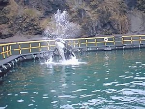 My short time with Keiko