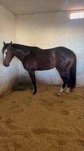 2K views · 216 reactions | El Niño de oro ✨ | Cuadra Arados | Facebook