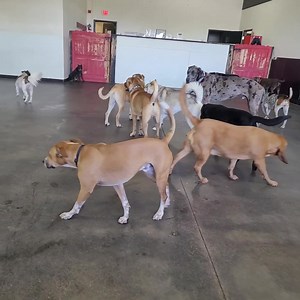 #newvip #1stday #newdogfriends #doggiedaycare #everydoggiehasitsdaycare #insidetime #bigdogs | Every Doggie Has Its DayCare | Facebook