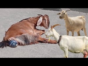 Nigerian Dwarf Goat Giving Birth To Cute Baby