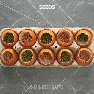 Growing plants at home is much easier than you think🥗 | 5-Minute Crafts Teens