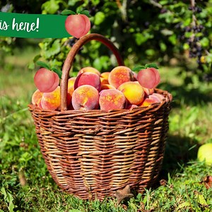 1K views · 156 reactions | Peach season is here!  Treat yourself to sun-ripened sweetness by picking up or ordering from our orchard today ➡️ https://buff.ly/3o7Acak | Lane Southern Orchards | Facebook