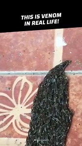 52K views · 329 reactions | It can't really be an alien symbiote, right? #CrazyCreatures #Venom #Symbiote #Wildlife #Flatworm #Worm #Animals #MCU #SpiderMan | Crazy Creatures | Facebook