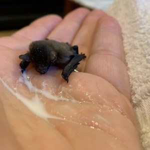 44K views · 2.6K reactions | Weaning pups! Maggie finally getting the hang of it! Love bats x | Save Me Trust | Facebook