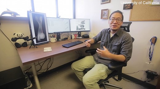 University of California measure the bite force of juvenile T. rex