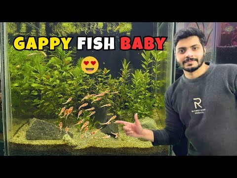 My Guppy Fish Gave Birth to 100+ Babies! 😱 | Guppy Breeding Update 🌱🐟🐠