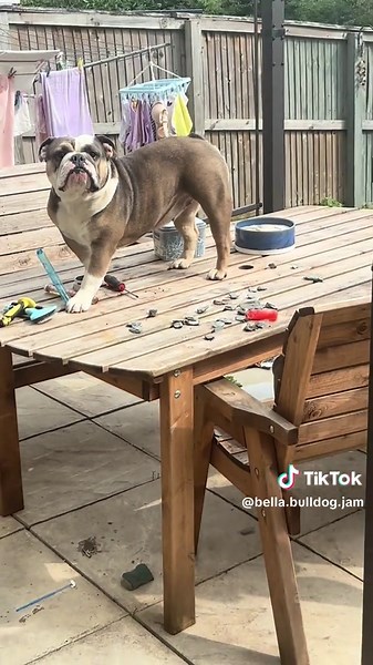 Naughty Bella Caught in the Act… “Wasn’t Me!” 🐾 We turned our backs for two minutes. Now Bella’s on the garden table, plants wrecked, chaos everywhere… And guess what? She’s pulling the classic defense: 🎵 “It wasn’t me.” 🎵 ➡️ Like & follow for more bulldog mischief, drama, and daily destruction. #BellaTheBulldog #CaughtInTheAct #ItWasntMe #DogMischief #BulldogChaos #PetShorts