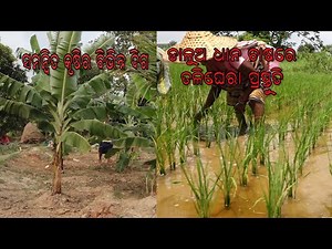 Krushi Darshan || କୃଷି ଦର୍ଶନ || 15 Jan 2024