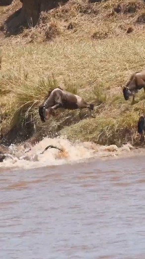 Pov : It's summer and you're in Tanzania, Serengeti National park watching the Great Migration 🏞️ This Ultimate 7-Day Perfect Safari Adventure! Join us on an extraordinary journey through Tanzania's most remarkable landscapes and wildlife havens. Here's a glimpse of what your unforgettable 7-day safari in the summer holds: Day 1: Traverse the Maasai plains to Tarangire National Park. Marvel at herds of majestic elephants, watchful lions, and diverse wildlife. Your night's rest awaits at the ser