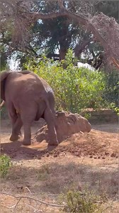 4.5K views · 24 reactions | This giant had to scratch his itching balls on a termite mound a walk with elephants rewarded us with unforgettable sightings on African safari. | Classic Geo Adventures | Facebook
