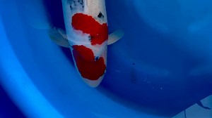 Azukari Result No. 05 for Season 2024/2025… Highclass Female Sanke from NND Koifarm. Purchased as Nisai with 54cm, 6 months later now fresh Sansai with 66cm. Development of quality and body really amazing. Top koi for European Koi Shows💪💪 Still for Sale this beauty 👍 Koi-Freak GmbH #koiteich #koi #gartenteich #karpfen #fische #pond #koikichi #koilover #koishow #fish #koionline #koilovers #forsale #schwimmteich #koishowquality #nishikigoilovers #nishikigoi #koifishpond #koicarp #kois #carp #ko