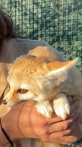 181K views · 4.7K reactions | This cute little Pheonix Fox just pooped on me沈 It's fine, I'm fine . . . #beautiful #small #animals #fox #poop #bathroom #cute #wow #wildlife #fbpost #animal #reels #fbreelsvideo #fbreels #animallovers #life #fun #wild #AmaZing #video #moment #facebook #fb #post #friends #reelsfb | The Reptile Zoo | Facebook