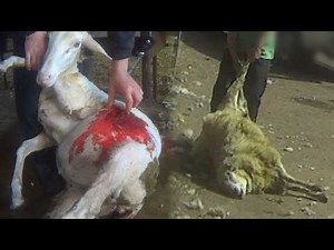 The DEADLY Truth About Wool 💔