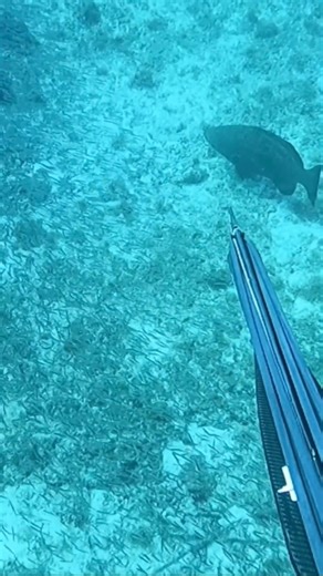 Hefty black grouper, taking off like an absolute freak train after @isrrael3peralta put a shot into him! 🐟💨💨💨 Do you think he landed the fish?! 🤔 | Spearchannel