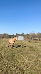 Our horse senses danger | Shirtless Jake's Homestead