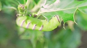 Sphinx Ligustri Caterpillar Eating Leave Slowmotion Stock Footage Video (100% Royalty-free) 3961992011 | Shutterstock