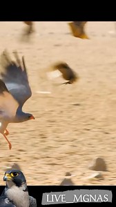 103K views · 1K reactions | #albalcohifalcons #Falcons #foryou | Al Balochi Falcons | Facebook