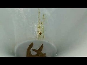 Pooping on toilet part3