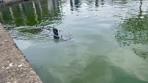 HMS Tireless, Trafalgar class sub | Dundee Model Boat Club