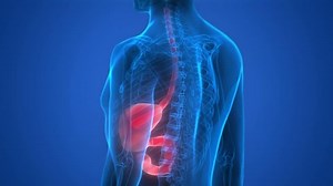 Human Body Organs (Stomach Anatomy). 3D