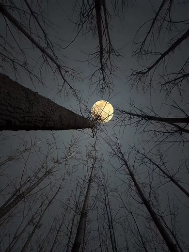 Moon: Night Sky Video of the Moon and Nature
