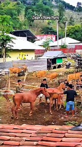 352K views · 2.2K reactions | Zidan x Nona Paris  #reels #monetisasi #history #animals #horses #life #california #fyp #pengikut @sorotan | Abdurrahman | Facebook