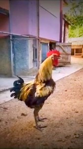 5.7K views · 45 reactions | Rooster Crowing Sounds Effect . ....