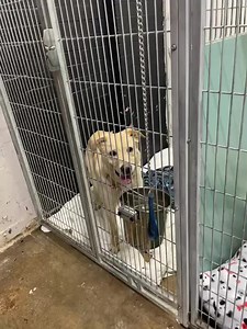 Unleashed Pet Rescue and Adoption on Reels