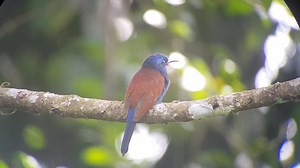 Blue-moustached Bee-eater (Merops mentalis) | BIRDS & Nature