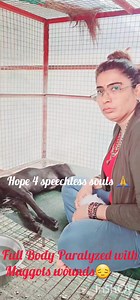 1.8K views · 285 reactions | Fully paralyzed with two maggots wound on back baby is in v critical condition  Only emergency case admission open plz understand the shelter situation after Flood don't force for new admission thanku for understand  For Help and support u can donate or contact on WhatsApp Messenger on 099119 11757  | HOPE 4 speechless souls" " Hope care centre" | Facebook