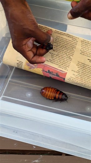 Saw some Madagascar Hissing Cockaroaches for the first time today 😳 Shot using the Samsung Galaxy S25 Ultra. | Tech Kitchen