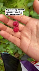 Napakasarap na wild raspberries sa gubat dito sa germany #pearlyalms #raspberry #picking #ingermany #harvest #season #fruitseason #reelsvideo #reelsviral #fbreels23 | Pearly Alms