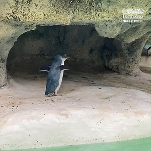 Waddling away from the wet weather ☔🐧 | Perth Zoo
