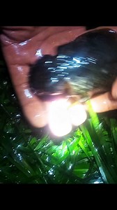 8K views · 36 reactions | صيد السيبيا باليد بكل سهولة 撚 Hunting Sepia by hand with ease #صيد #سيبيا #كلمار #calama #sepia #calamares #pesca #bigfish #fishing | Mouradfishing | Facebook