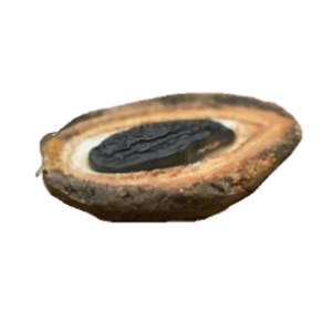 TonkaBeanTree - Twitch