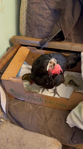 It’s been touching go with my chicken Missy I gave her a half a dose of meloxicam yesterday and it took a downward turn. I did not like what I saw so we’re not doing anymore of that today she’s out of the box on the floor when I got out of bed she still leaning to one side drooping her head so I think we’re past the infection part Right now it’s about her strength and her ability to eat on her own which she’s not doing. The attitude of she’ll get hungry enough she’ll eat I don’t think applies to