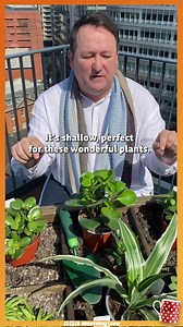 1.4K views · 31 reactions | Want to know which plants survive hot summers? 華Watch this if you have a balcony or garden, as Mark Lane knows the answer! #Garden #Gardening #Ecogarden #Gardentips #Gardenhacks #Gardeningtips #gardeninglife | BBC Morning Live | Facebook